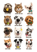 Funny Pet Sticker Collection – 12 Cute Animal Personality Vinyl Stickers  Shopify Product Description